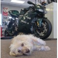 2004 Ducati 998 Matrix Edition - BEST IN THE WORLD!